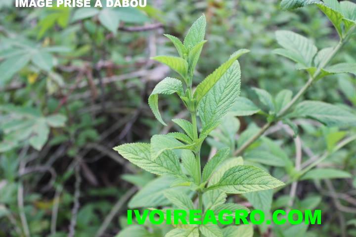 18/04/16 LES BIENFAITS DE LA VERVEINE